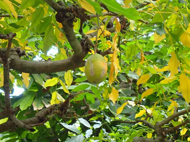 An ambarella fruit hanging from its stem among branches and pinnate leaves on its tree.