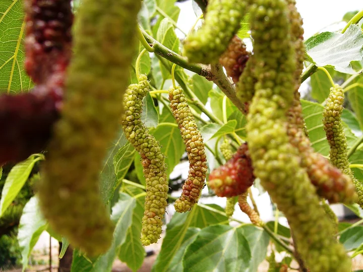 Elongated long mulberry fruits at different ripening stages