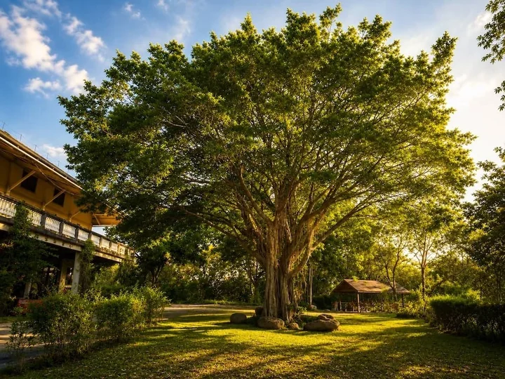 A large spreading tree in the courtyard beside the main building