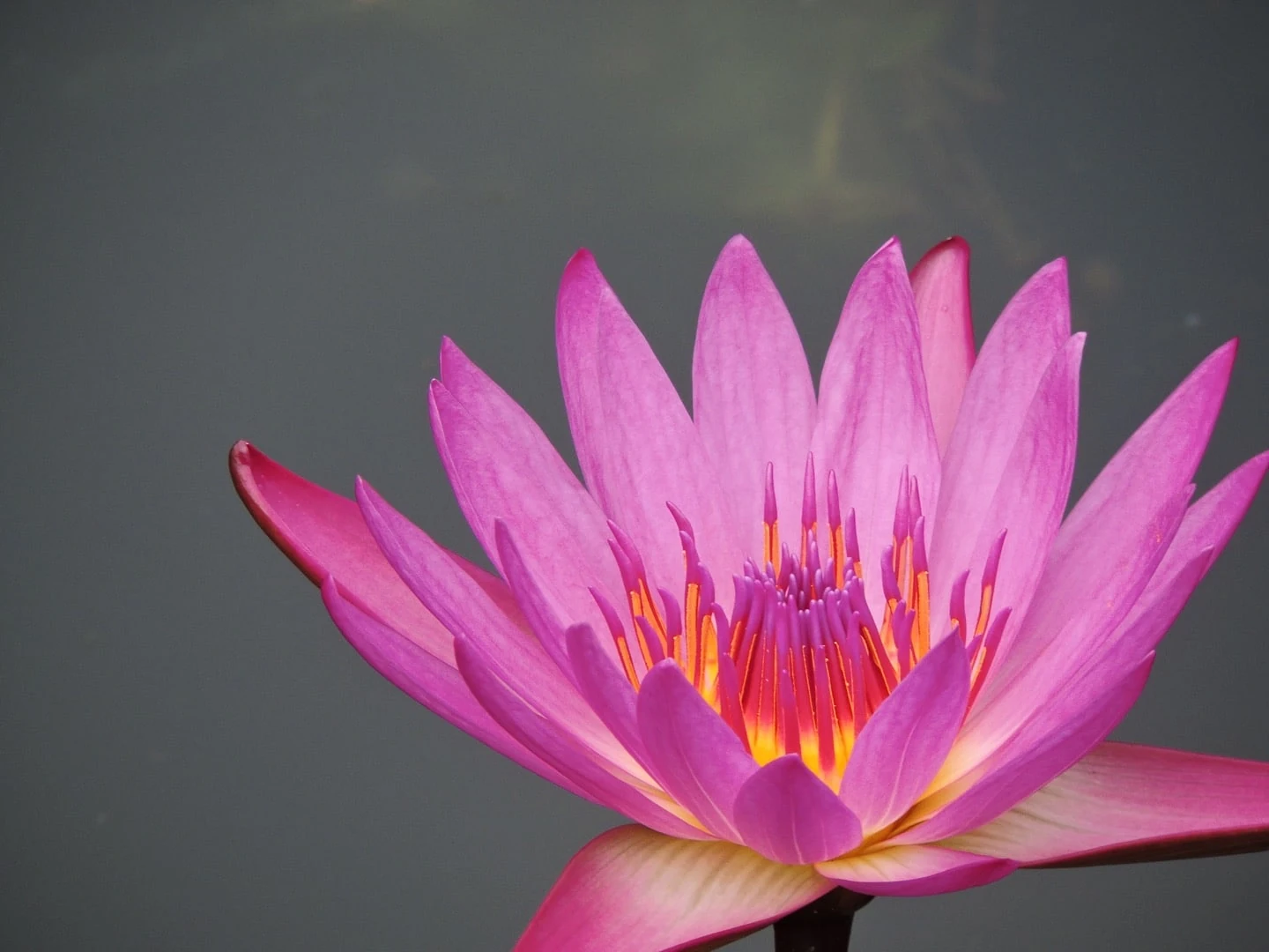 A pink lotus flower open against a dark background