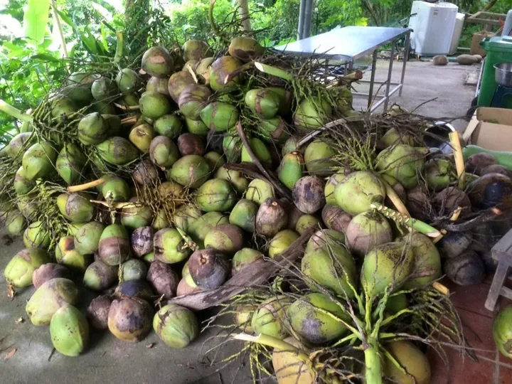 A freshly gathered pile of coconuts beside the farm shelter