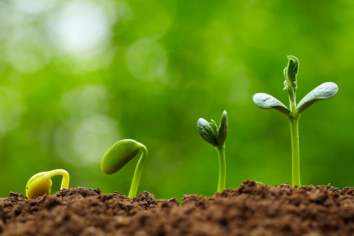 Seedlings emerging from rich soil at different stages of growth