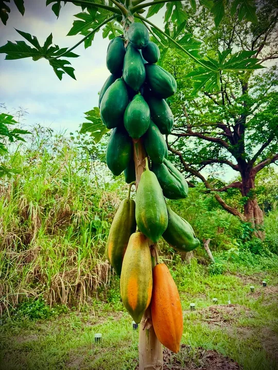 A tall papaya plant carrying green and yellow fruit