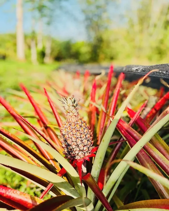 A pineapple growing among long red-edged leaves