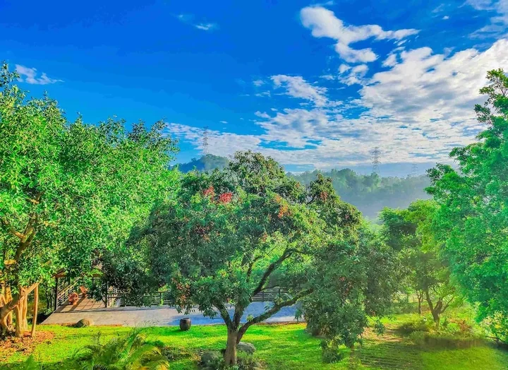 A green tree and lawn under a bright blue sky
