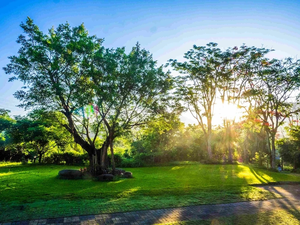 Low sunlight filtering through the trees onto a green lawn