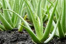 Aloe leaves growing from the soil