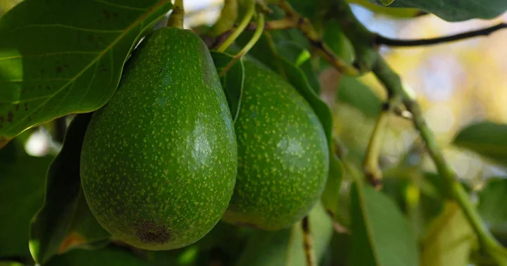 Green avocados hanging on a tree