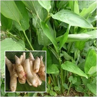 Arrowroot leaves with an inset view of the roots