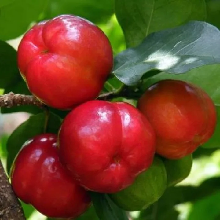 Red Barbados cherries among green leaves