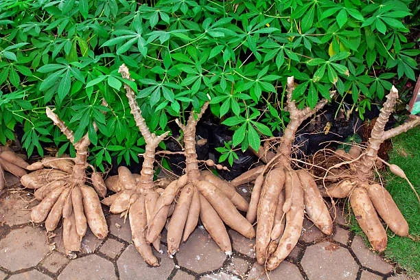 Harvested cassava roots beside green cassava plants