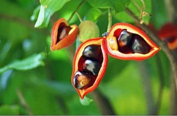 Open red fruit pods showing glossy dark seeds