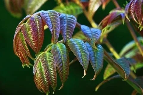 Young Chinese mahogany leaves tinged with red