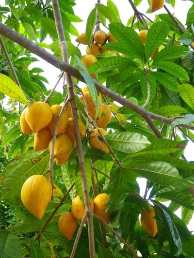 Yellow eggfruits growing among long green leaves