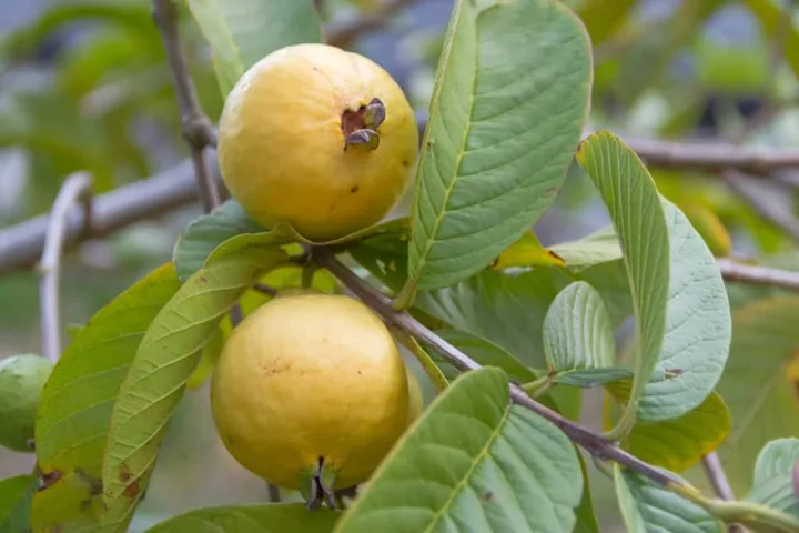 Yellow-green guavas on the tree