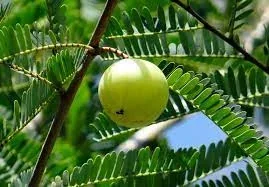 Green Indian gooseberries on a branch