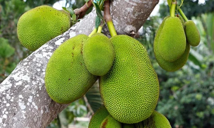 Large jackfruits growing directly from the tree trunk
