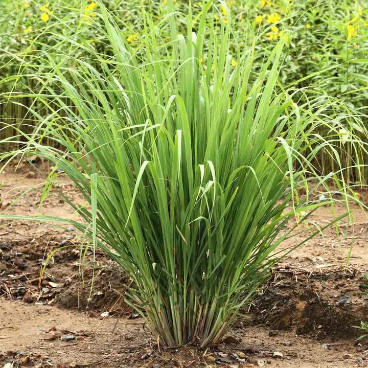 A clump of long narrow lemongrass leaves