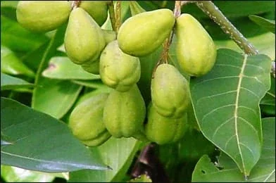 Green myrobalan fruits growing on a branch