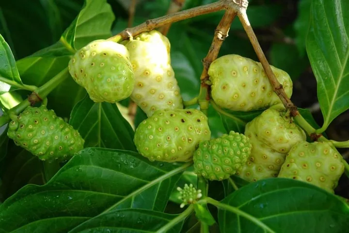 Green noni fruits growing among glossy leaves