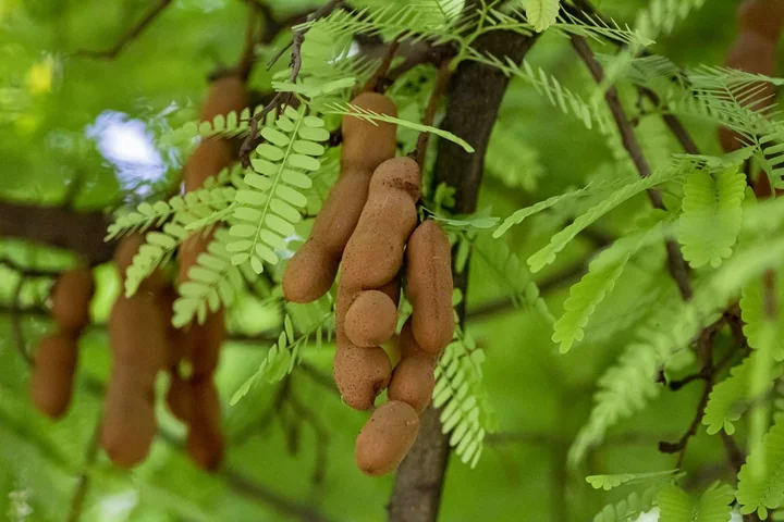 Brown tamarind pods and small leaves on a branch