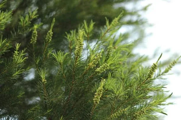 Fine needle-like tea tree foliage