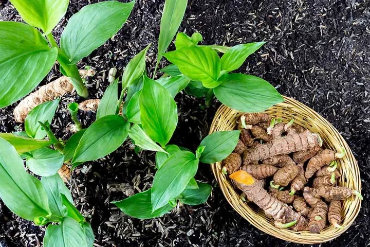 Turmeric plants beside a basket of harvested rhizomes