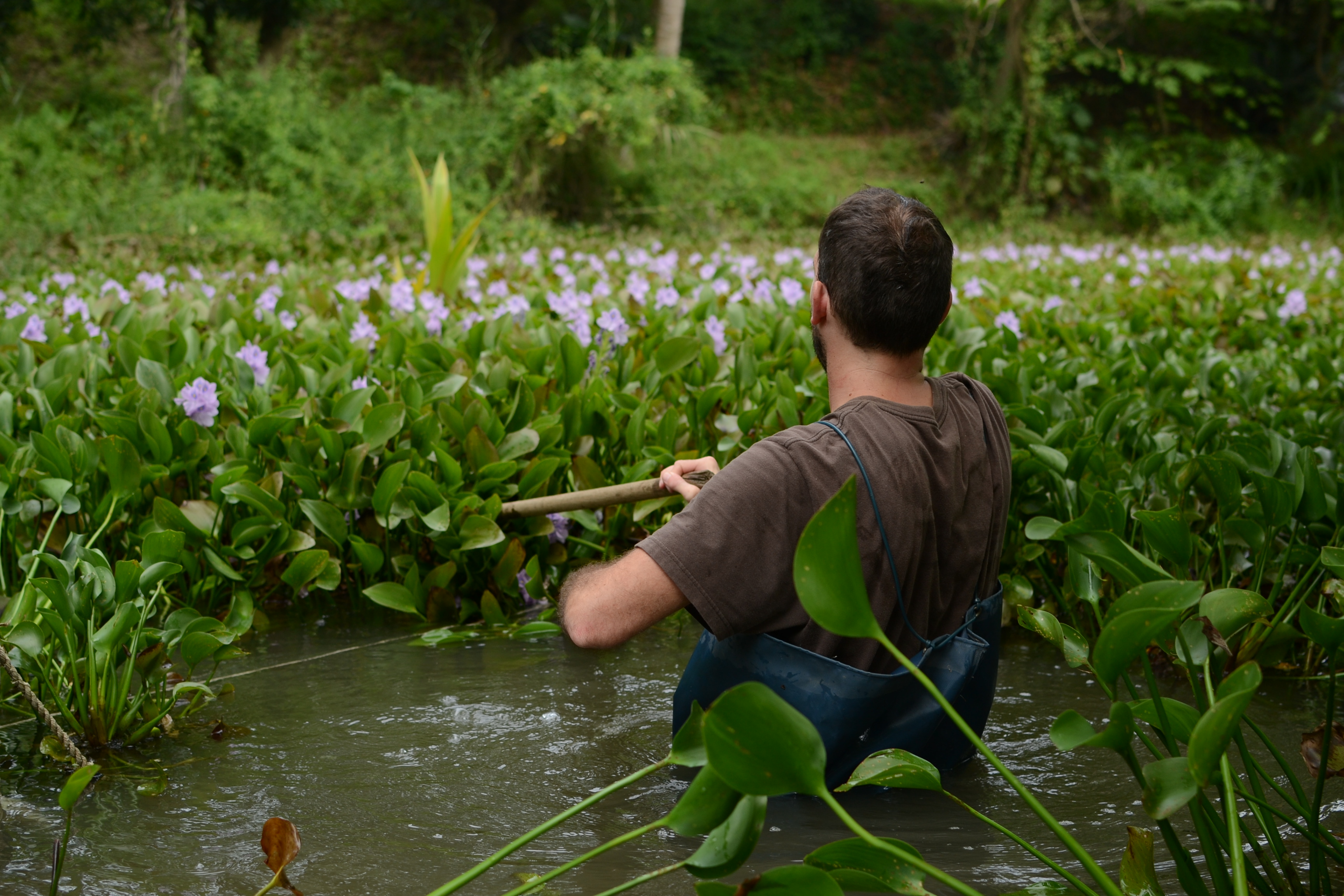 harvest water hyacinths