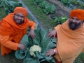 monks with cabbage