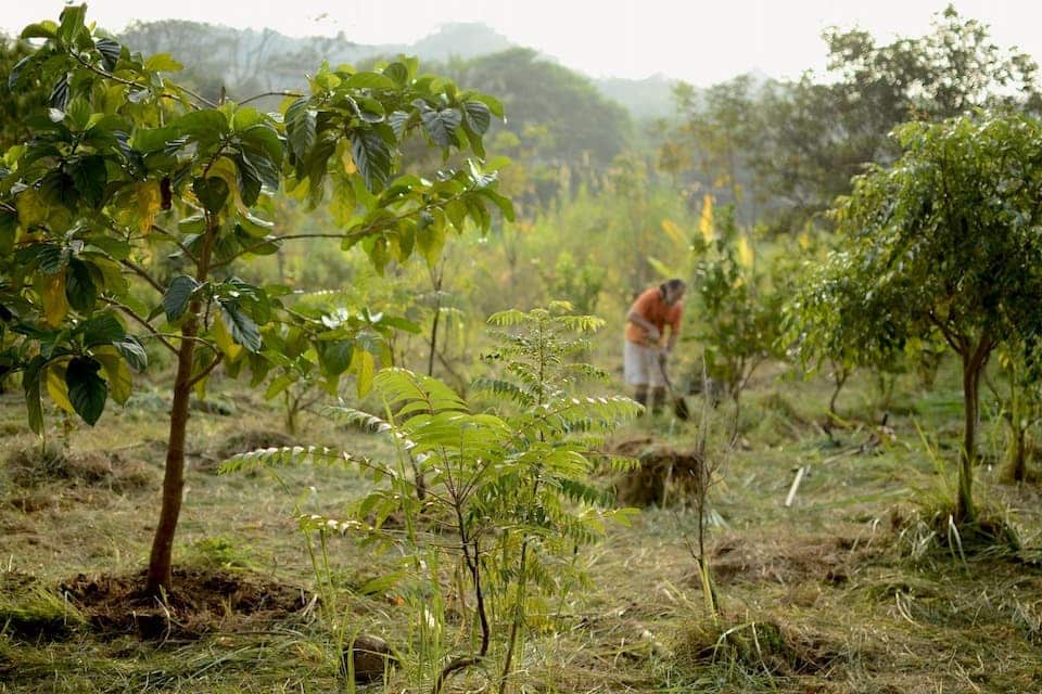 organic-farm-taiwan
